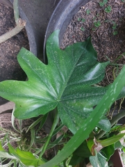 Thaumatophyllum xanadu