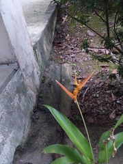 Heliconia psittacorum