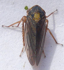Macropsis scotti