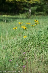 Rudbeckia hirta pulcherrima