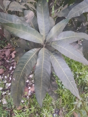 Mangifera