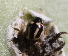 Hyperaspis trifurcata