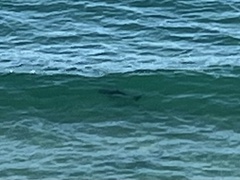 Carcharodon carcharias