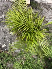 Arecaceae