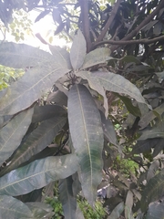 Mangifera