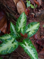 Syngonium