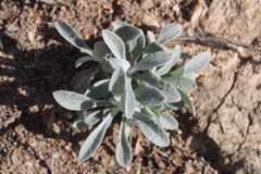 Pseudognaphalium