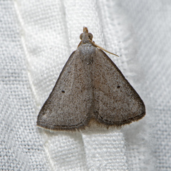 Adeixis inostentata
