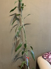 Dracaena sanderiana