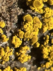 Acarospora socialis