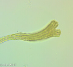 Spongomonas splendida