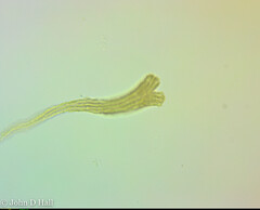 Spongomonas splendida