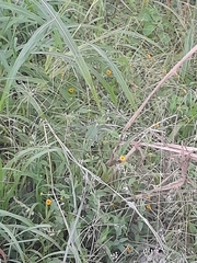 Melampodium divaricatum