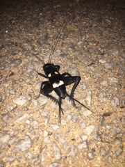 Gryllus quadrimaculatus