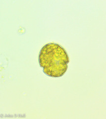 Parvodinium umbonatum