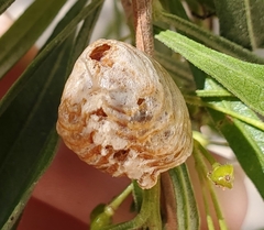 Pseudovates arizonae