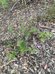 Veronica perfoliata