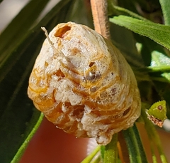 Pseudovates arizonae