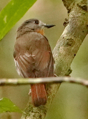 Cyornis pallidipes
