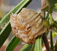 Pseudovates arizonae