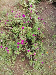Gomphrena globosa