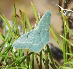 Chlorissa viridata