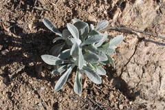 Pseudognaphalium