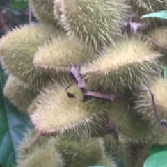 Leptoglossus zonatus