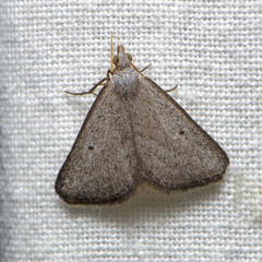 Adeixis inostentata