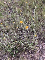 Chrysocephalum apiculatum