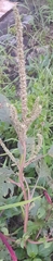 Amaranthus spinosus
