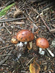 Tricholoma stans
