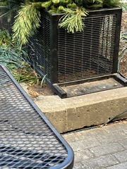 Passer domesticus