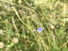 Cynoglossum australe
