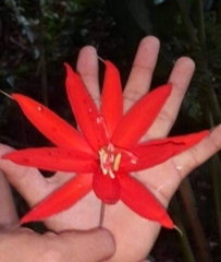 Passiflora vitifolia