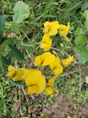 Crotalaria spectabilis