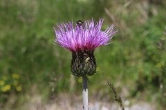 Cirsium heterophyllum