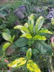 Gardenia jasminoides