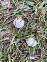 Lycoperdon marginatum