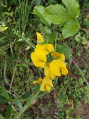 Crotalaria spectabilis
