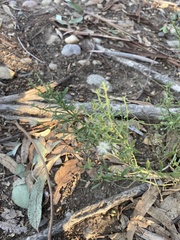 Baccharis sergiloides