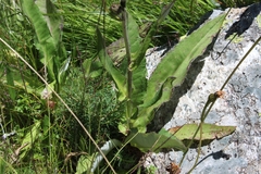 Cirsium heterophyllum
