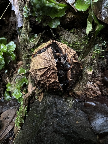 Calatola costaricensis, photograph 6