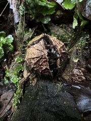 Calatola costaricensis