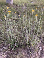 Chrysocephalum apiculatum