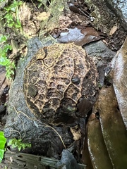 Calatola costaricensis