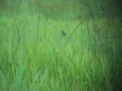 Sporophila hypoxantha