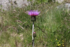 Cirsium heterophyllum