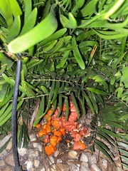 Zamia integrifolia