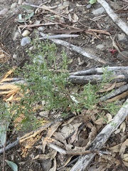 Baccharis sergiloides